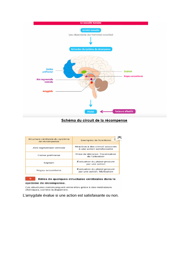 Schéma du circuit de la récompense | PDF