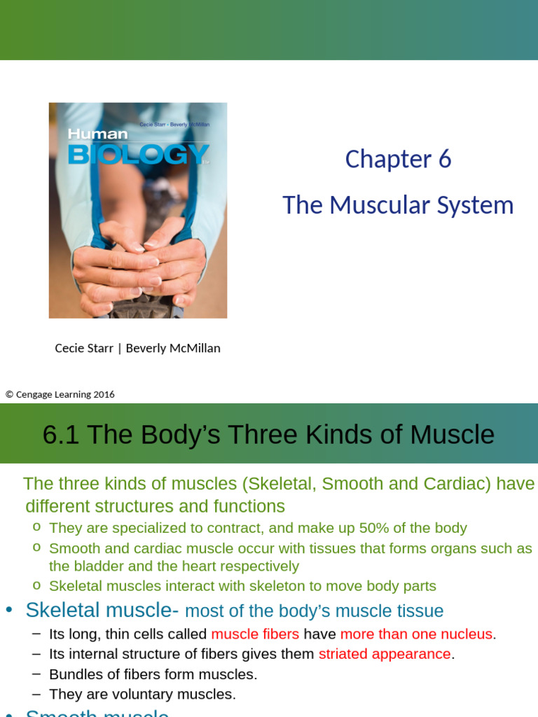 Overview of the Muscular System | PDF | Muscle Contraction | Skeletal ...