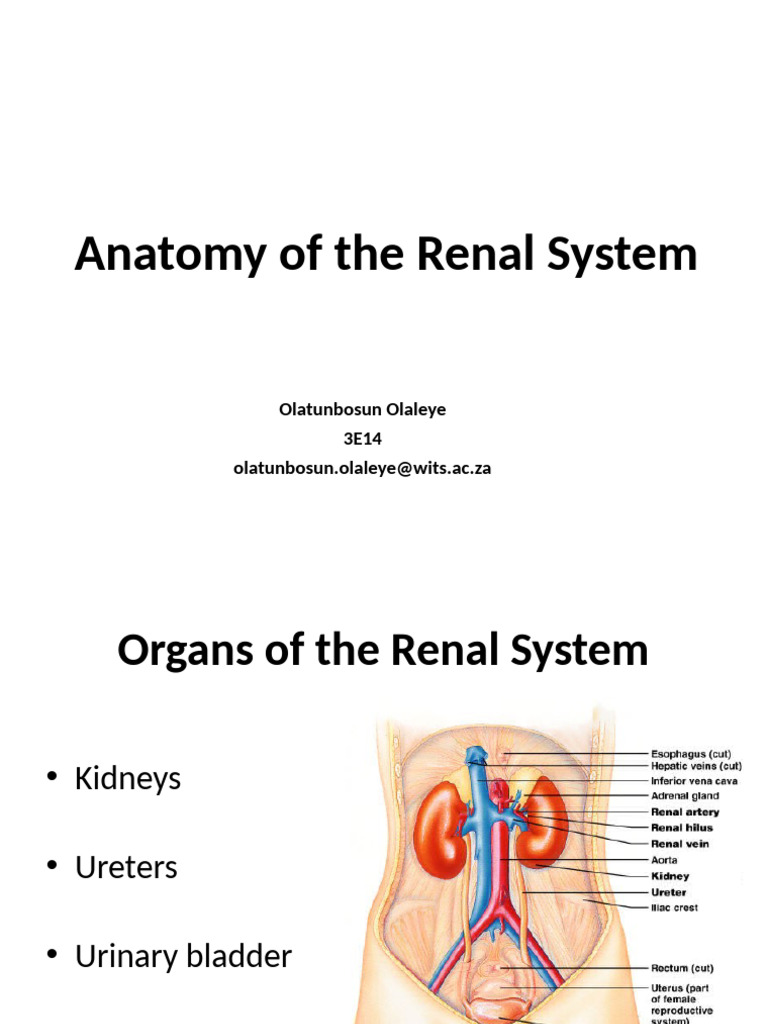 Anatomy of the Renal System Overview | PDF | Kidney | Urinary System