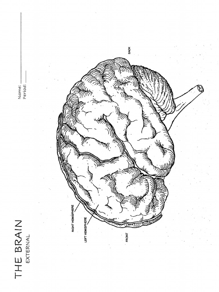 Diagrams The Brain BLANK | PDF