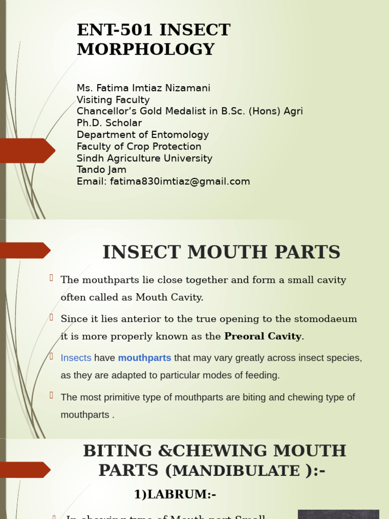 Biting and Chewing Insect Mouthparts | PDF | Insects | Arthropods