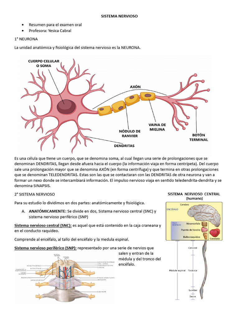 Estructura y Función del Sistema Nervioso | PDF | Sistema nervioso ...