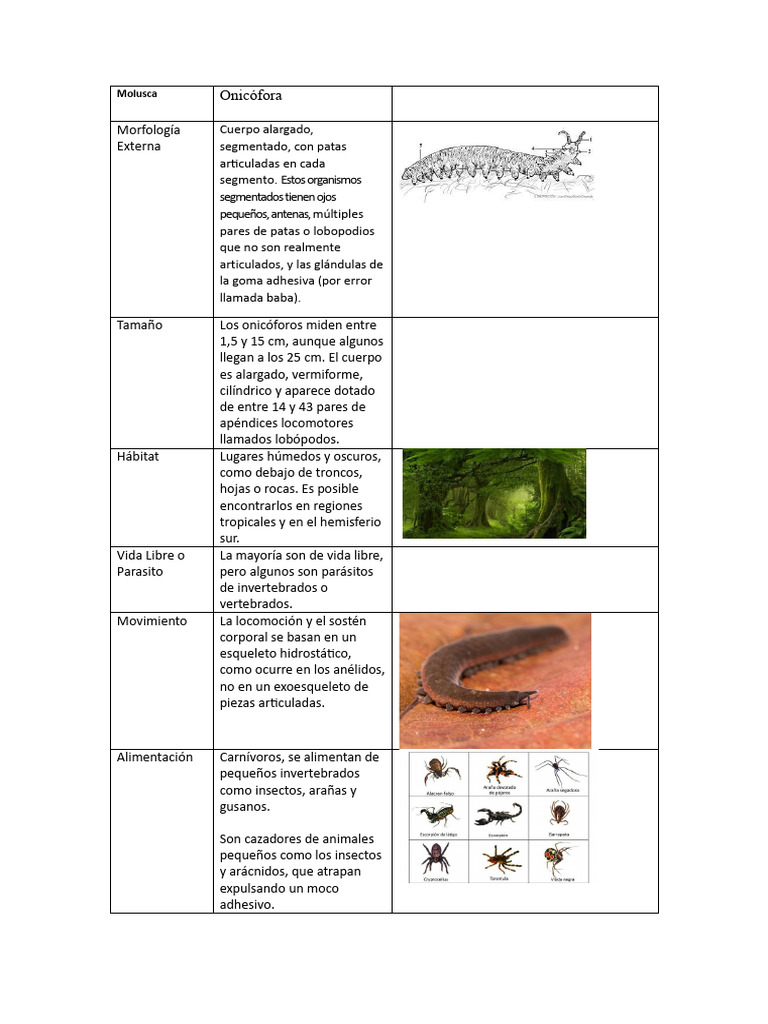 Características de los Onicóforos | PDF | Zoología | Biología