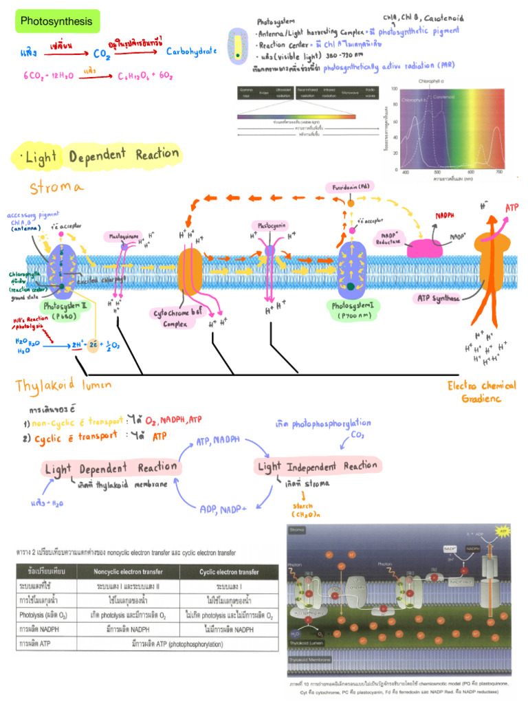 Photosynthesis | PDF