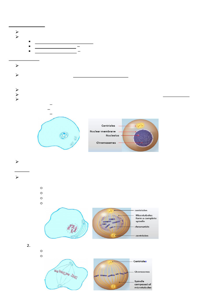 Cell Cycle and Division Explained | PDF | Mitosis | Meiosis