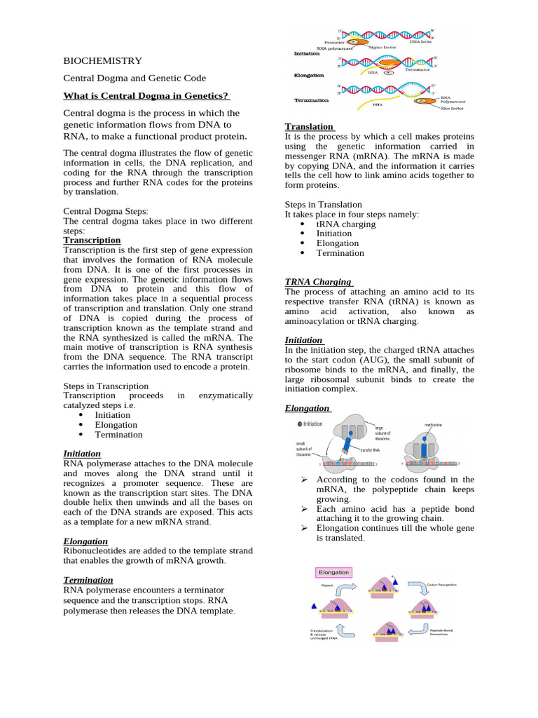 Biochemistry Review | PDF | Translation (Biology) | Genetic Code