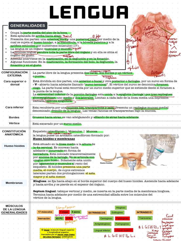 Anatomía del Hueso de la Lengua | PDF | Lengua | Laringe