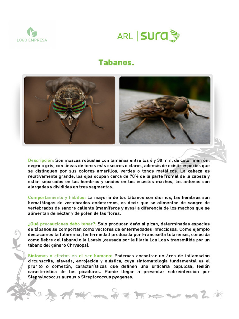 TABANO | PDF