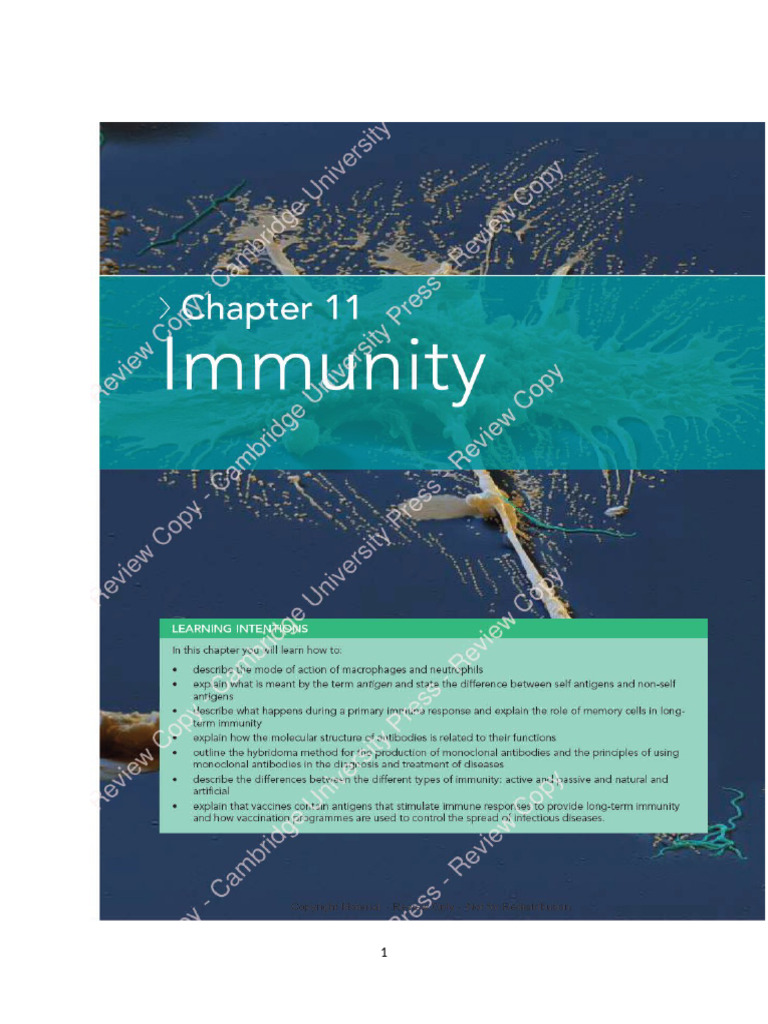 Understanding the Immune System Functions | PDF | Immune System | Antibody