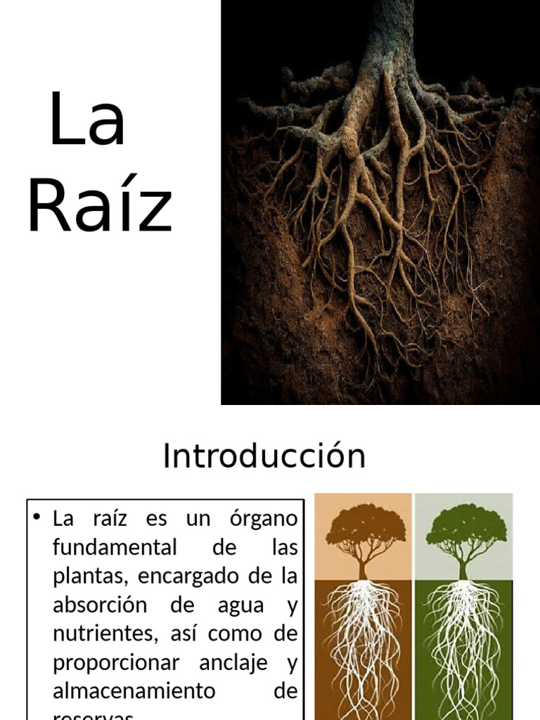 LA RAIZ | PDF