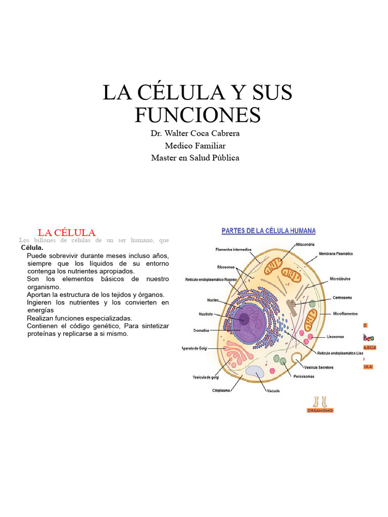 Estructura y Funciones de la Célula | PDF | Citoplasma | Membrana celular