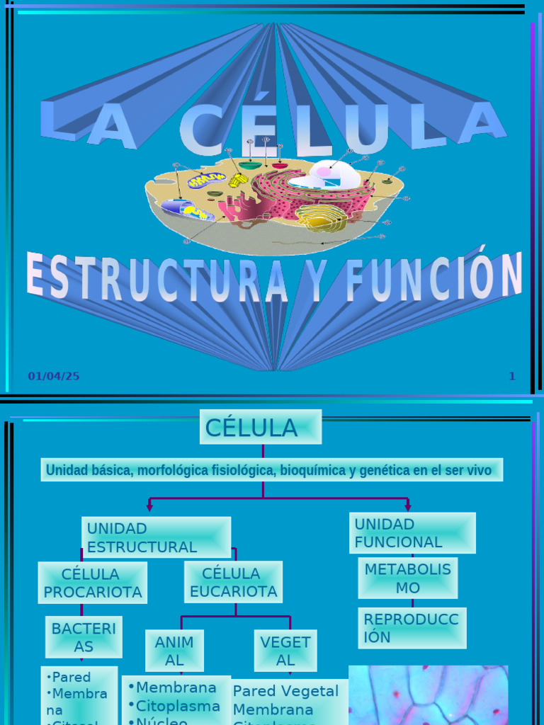 Estructura y Función de la Célula | PDF | Biología Celular) | Citoplasma