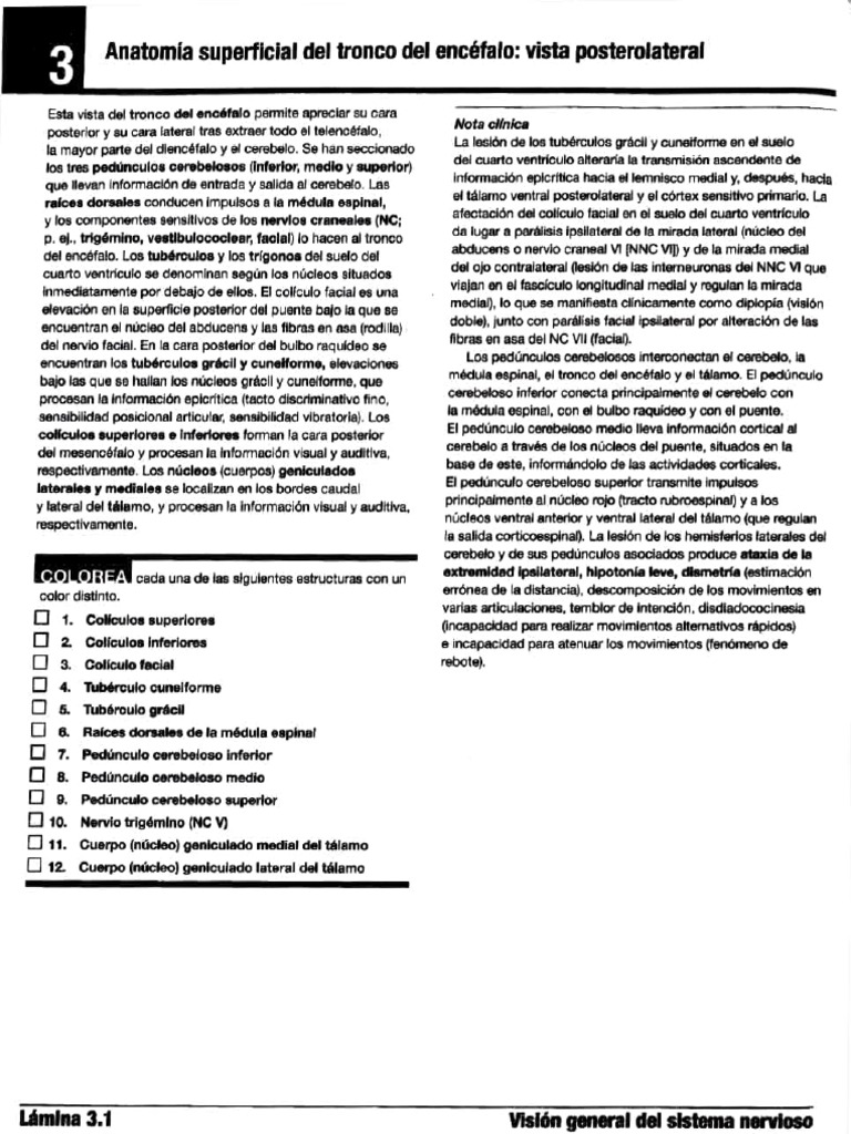 Adobe Scan 27 Nov 2024 | PDF | Cerebelo | Sistema nervioso