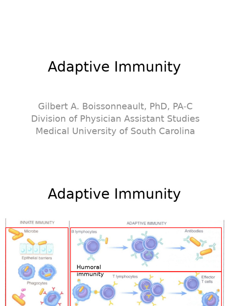 Understanding Adaptive Immunity Basics | PDF | Antibody | Immune System