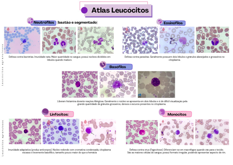 Tipos de Leucócitos e Suas Funções | PDF