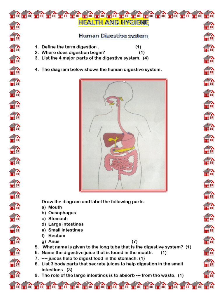 Human Digestive System | PDF