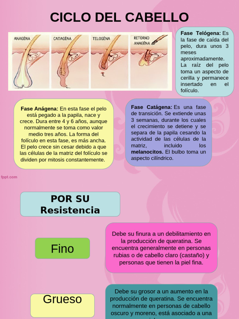 Estructura Del Cabello[1] | PDF | Pelo | Apariencia humana