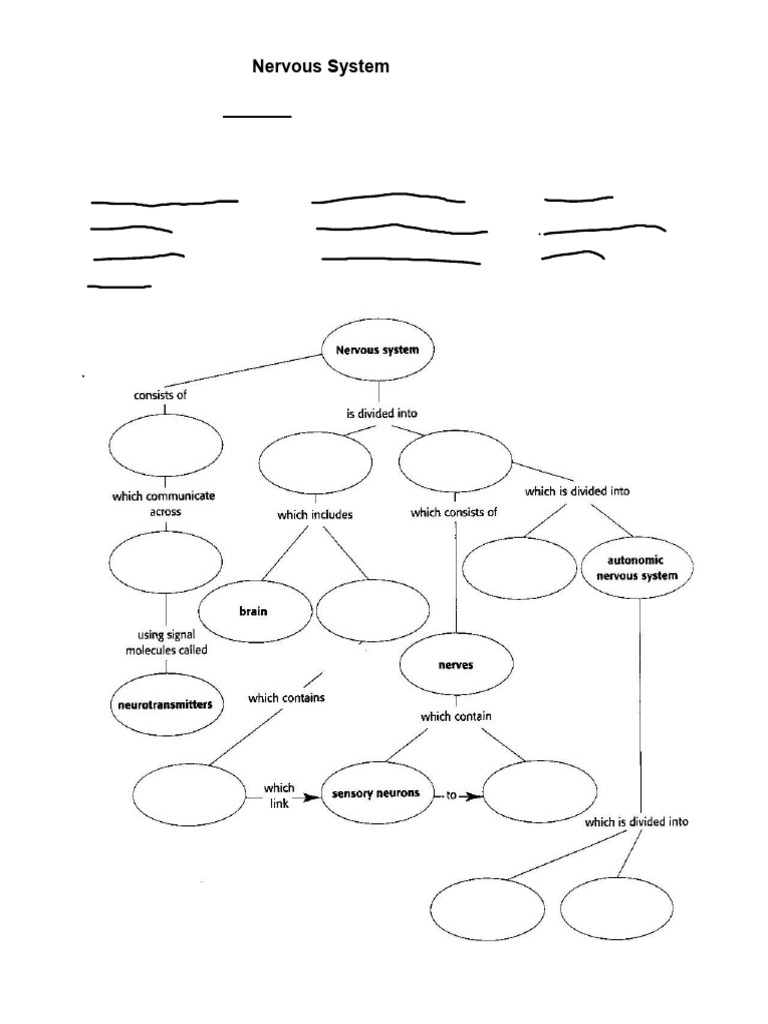Nervous System Concept Map Overview | PDF