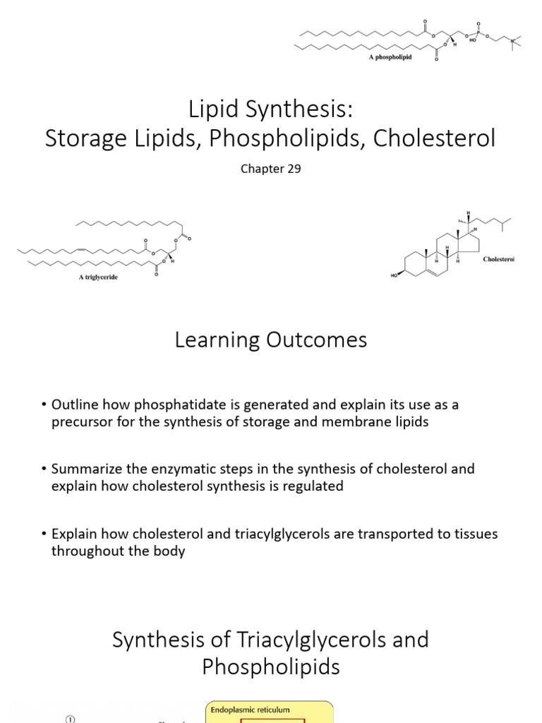 Lipid Synthesis: Cholesterol and Triacylglycerols | PDF | Cholesterol ...