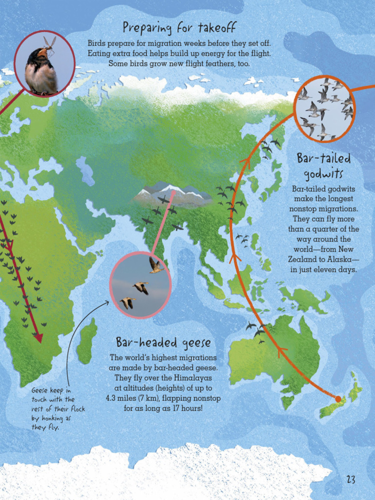 Bird Migration: Preparation and Records | PDF