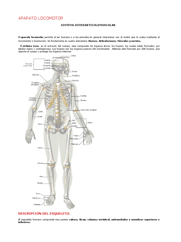 Sistema Oseo Mano Articulación
