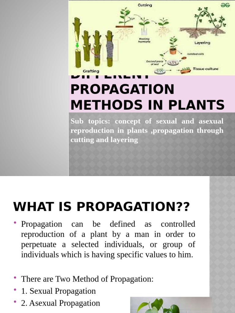 Different Propagation Methods in Plants | PDF | Seed | Root