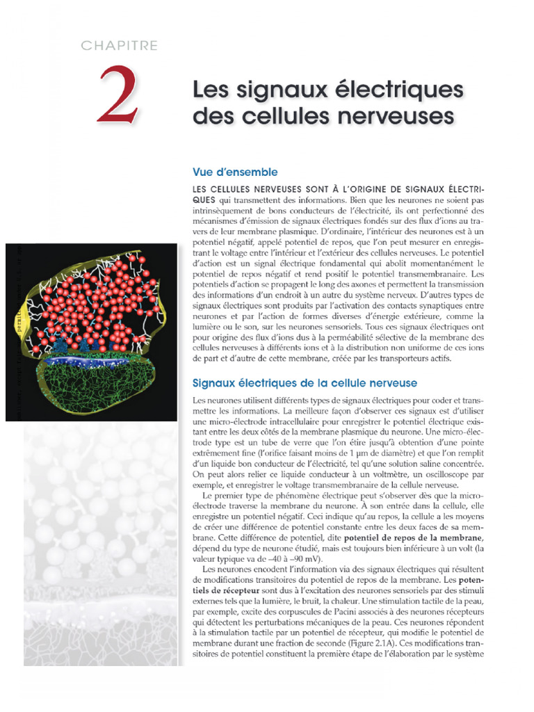Neurosciences - 33 - 42 - Signaux Électriques | PDF | Neurone | Synapse