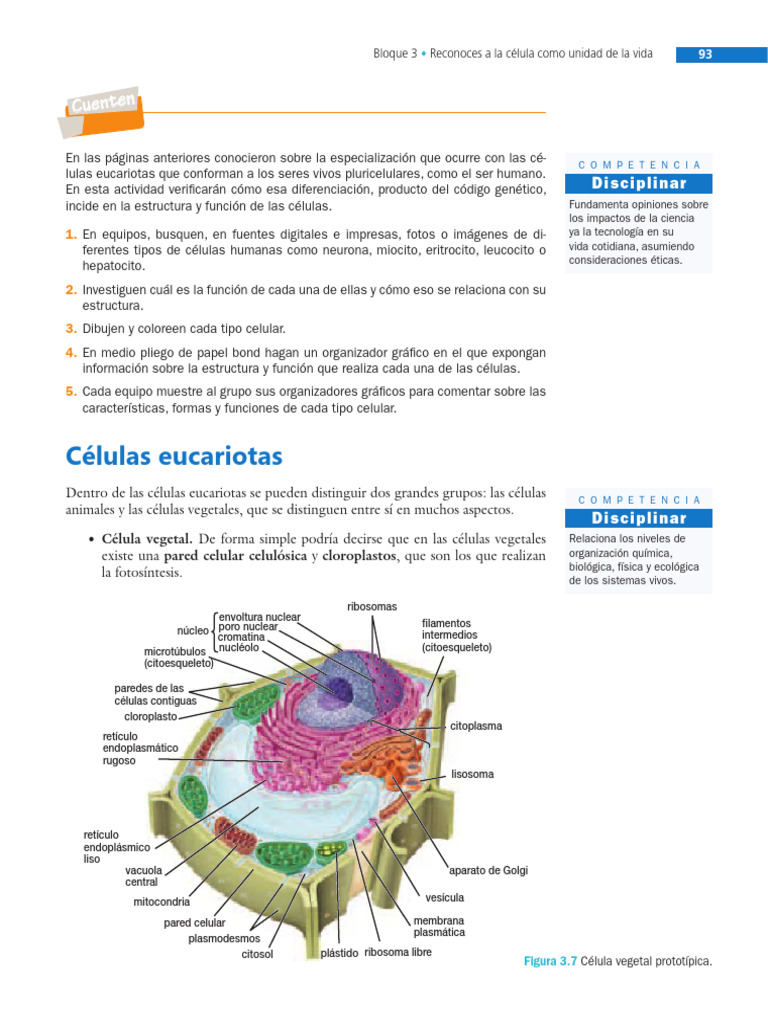 Estructura y función de células eucariotas | PDF | Biología Celular ...
