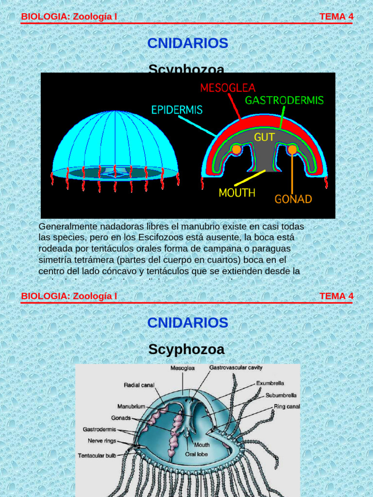 acontio-en-cnidarios-morfolog-a-y-funci-n-pdf-animales-acu-ticos