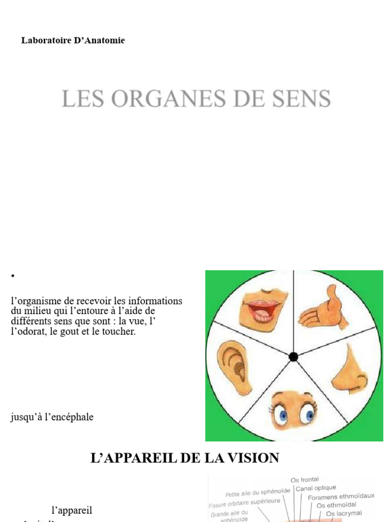 Anatomie des organes des sens | PDF | Langue | Oreille