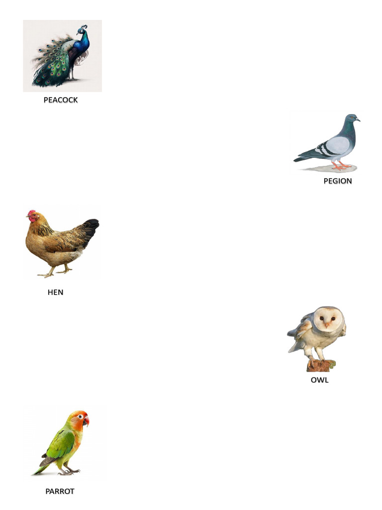SCHOOL PROJECT BIRDS MODIFIED | PDF