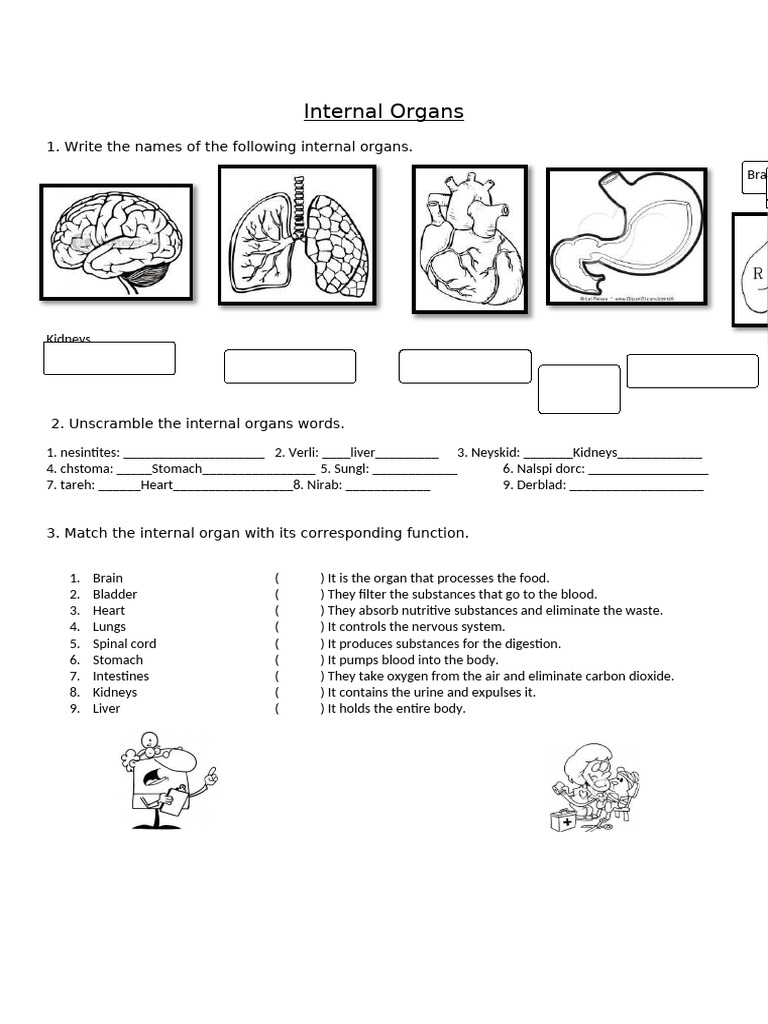 Internal Organs Fun Activities Games - 30643 | PDF