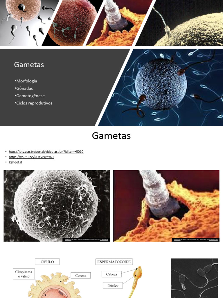 2024.1 CB Embrio - Reproduo e Gametas - PPTX 1 | PDF | Sexo | Sistema ...