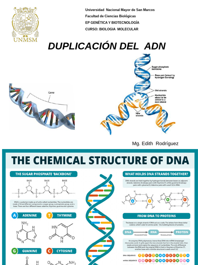 Qué es la duplicación del ADN | PDF | Replicación De Adn | Adn