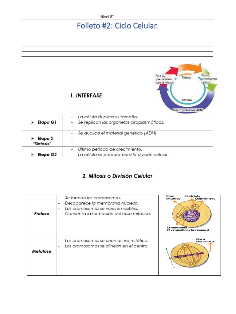 Fases del Ciclo Celular y su Importancia | PDF | Mitosis | Cáncer
