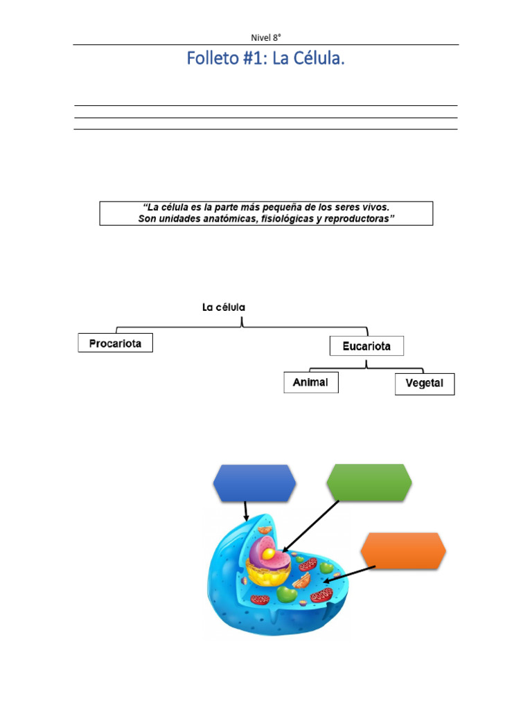 Estructura y Función de la Célula Eucariota | PDF | Biología Celular ...