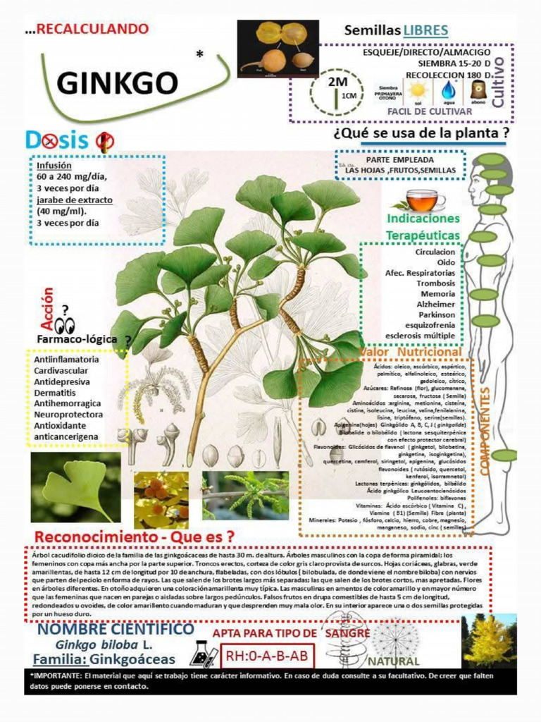 Ginkgo Info | PDF