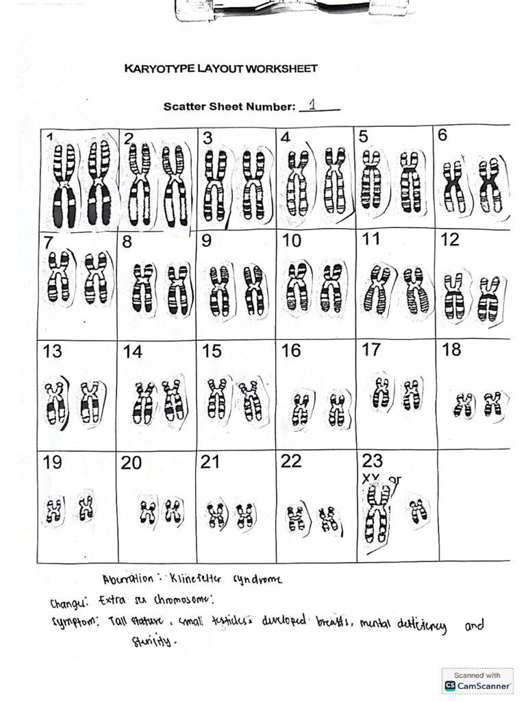 LIM Karyotyping Activity | PDF