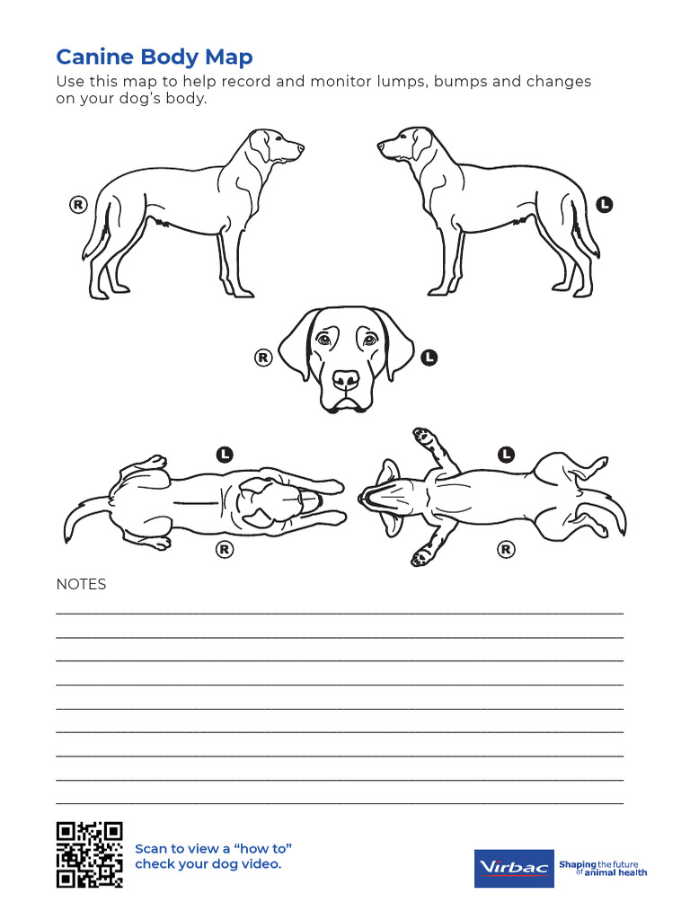 Canine Body Map | PDF