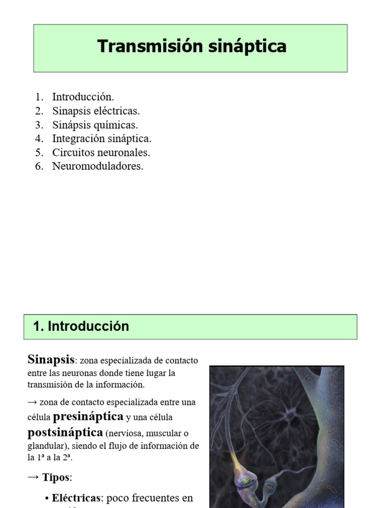 Integración Sináptica: PEPS y PIPS | PDF | Sinapsis | Sinapsis química