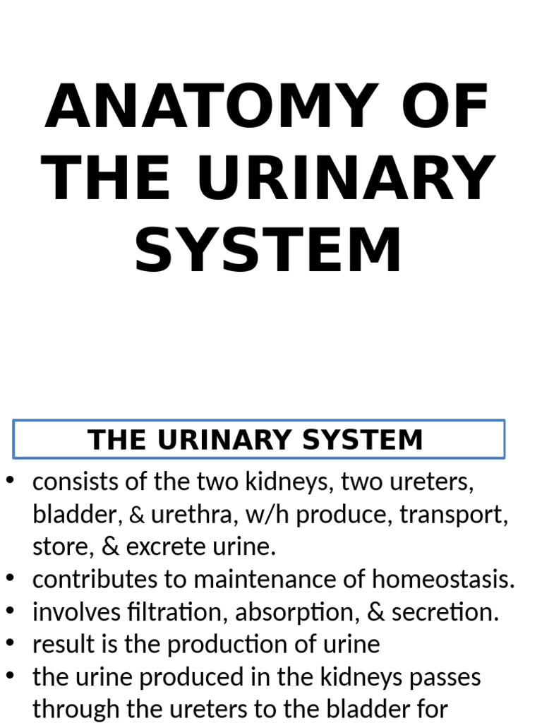 0 URinary S NOTE | PDF | Kidney | Morphology (Biology)
