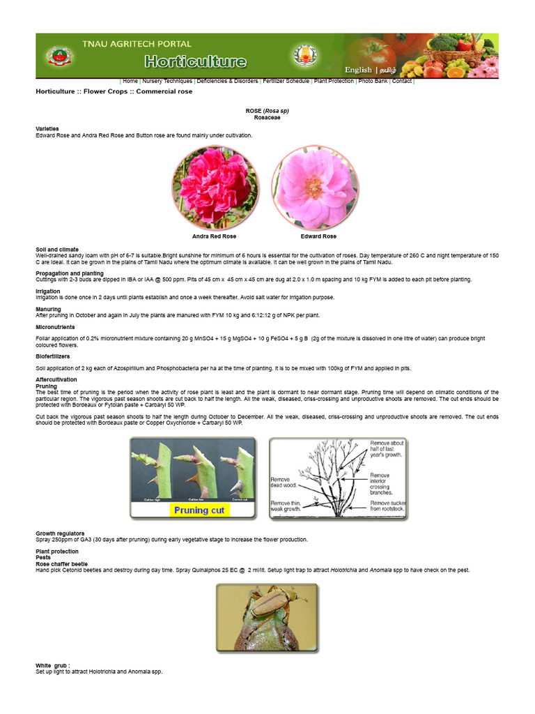 Commercial Rose Cultivation Guide | PDF | Horticulture | Pruning