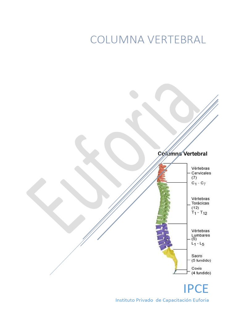 Estructura y Funciones de la Columna Vertebral | PDF | La columna ...