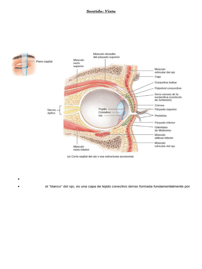 Anatomía del Sentido de la Vista | PDF | Percepción visual | Ojo