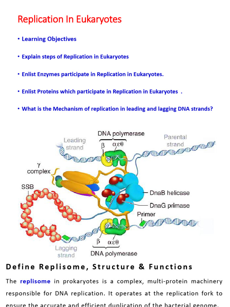 Replication Lecture 3, 2024 | PDF | Dna Replication | Primer (Molecular ...