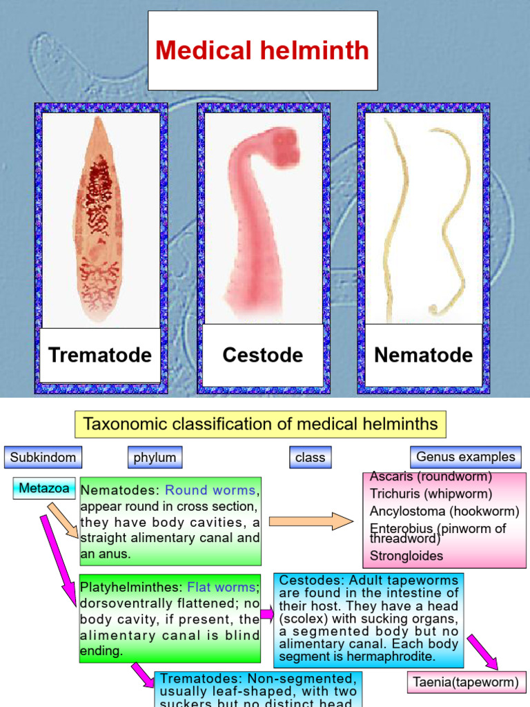 Medical Helminths: Cestodes Overview | PDF | Parasitology