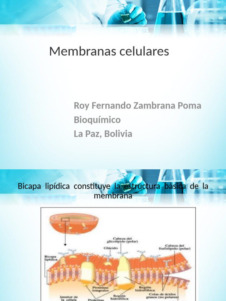 Estructura y Función de Membranas Celulares | PDF | Membrana celular ...