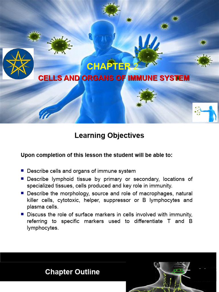 Immune System Cells and Organs Overview | PDF | Lymphatic System ...
