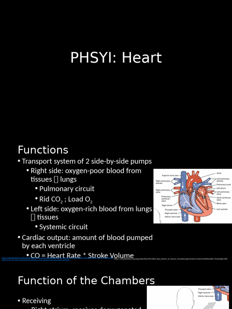 Heart Anatomy and Function Explained | PDF | Heart Valve | Ventricle ...
