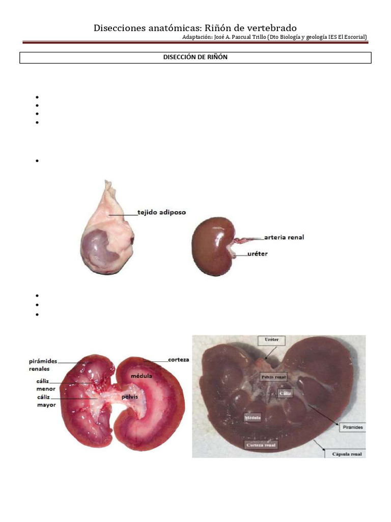 Disección del Riñón de Vertebrado | PDF